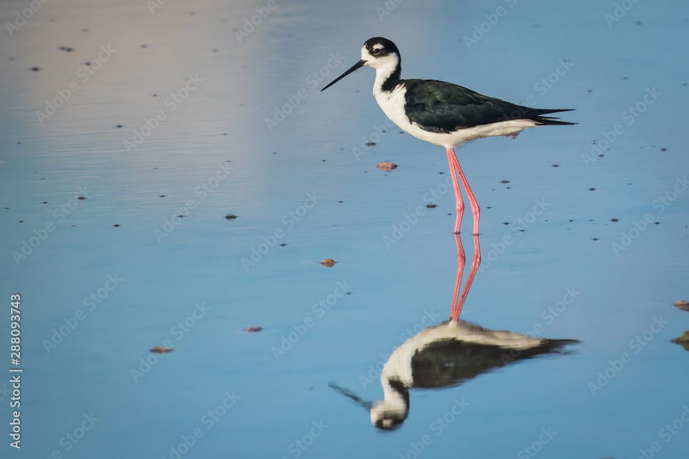 Black-necked Stilt in Galapagos Black-necked Stilt in Galapagos