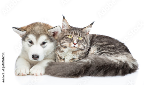 Alaskan malamute puppy and adult maine coon cat lying and looking at camera together. isolated on white background