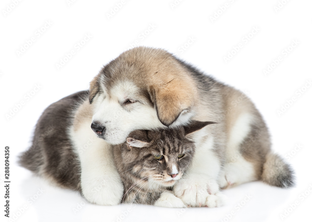 Cute Alaskan malamute puppy  hugging adult maine coon cat. isolated on white background