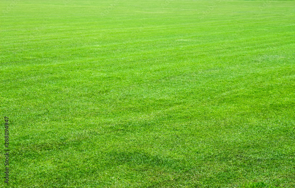 The grass of the stadium