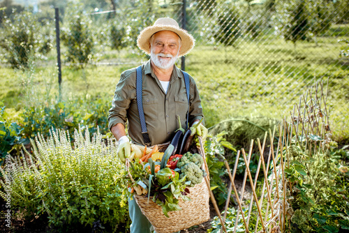 Portrait of a senior well-dressed agronomist with basket full of freshly picked up vegetables on the garden outdoors. Concept of growing organic products and active retirement photo