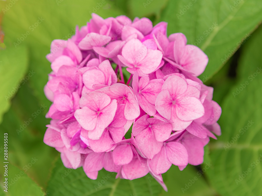 Close-up of colorful hydrangeas in the garden