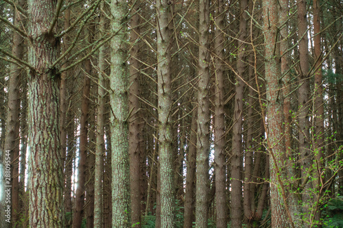 Pine Forest in Rotorua 