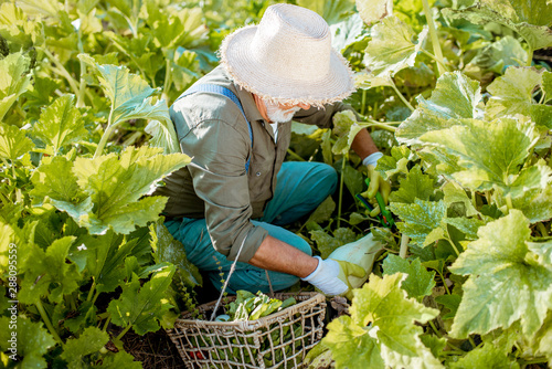 Senior well-dressed agronomist picking up zucchini on an organic garden during a sunny weather. Concept of growing organic products and active retirement