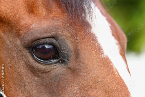 Horse head close-up of an eye..