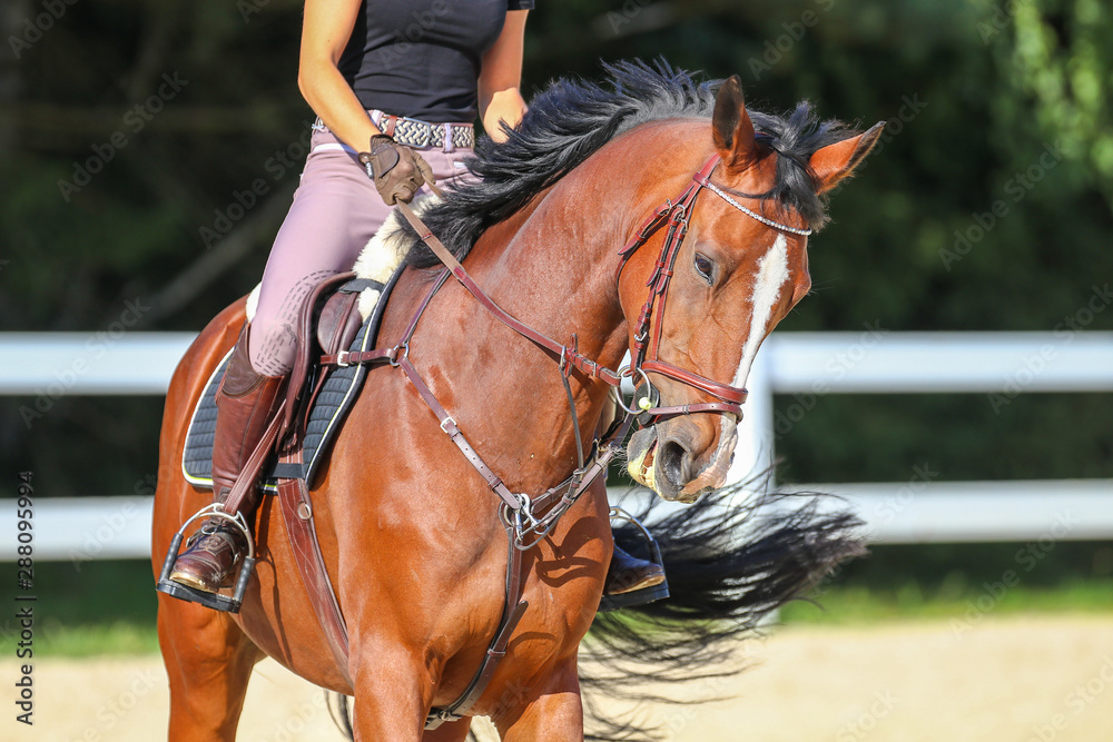 Obraz premium Horse with his young blond horsewoman riding in the riding arena in the sunshine..