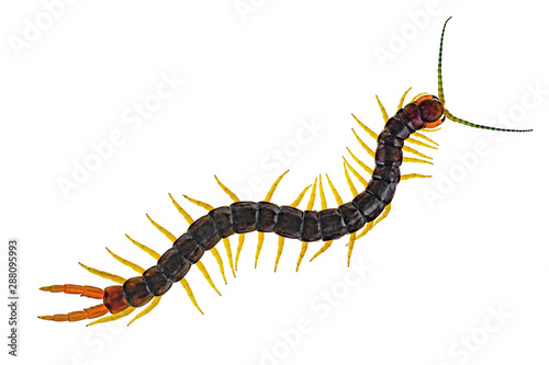Fotografia Scolopendra cingulata, also known as Megarian banded centipede, and the Mediterranean banded centipede