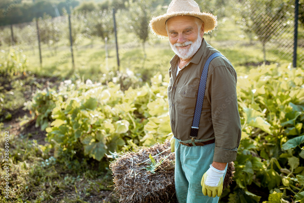 Senior man carrying hay on an organic vegetable garden during the sunny day outdoors. Concept of growing organic products and active retirement - obrazy, fototapety, plakaty 