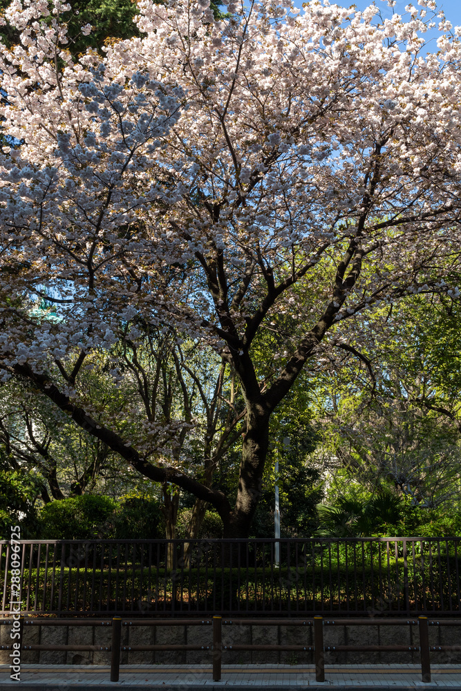 Naklejka premium Cherry blossom in Tokyo Parks, April 2019