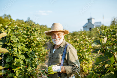 Portrait of a senior well-dressed man as a gardener collecting blackberries on the beautiful plantation during the sunny evening