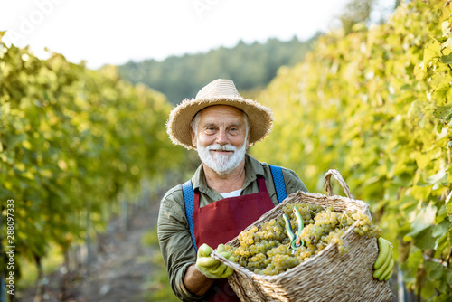 Fotografie Portrait of a happy senior winemaker in apron and straw hat with basket full of