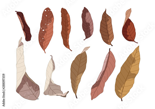 Colour brown dry leaf paint on white background illustration vector and Brown dry leaves fell to the floor and Natural to decoration photo