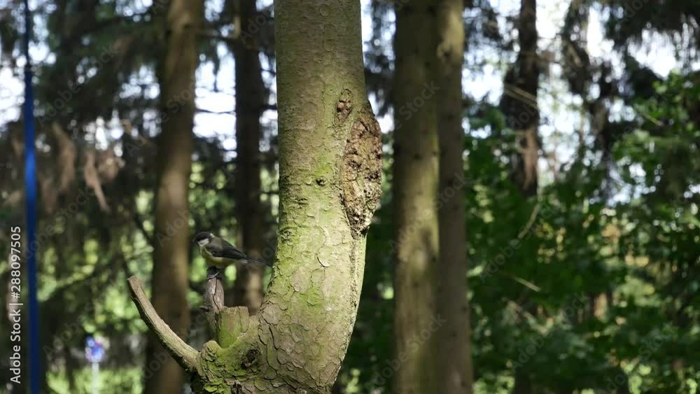 Titmouses on the broken tree branch. Titmouses on the broken tree branch.
