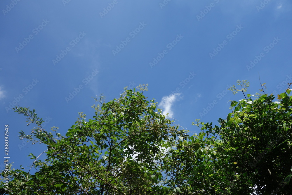 Obraz premium 梅の木と青空