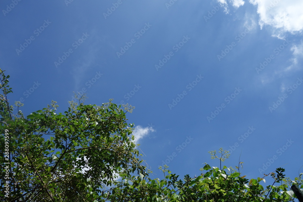 Obraz premium 梅の木と青空