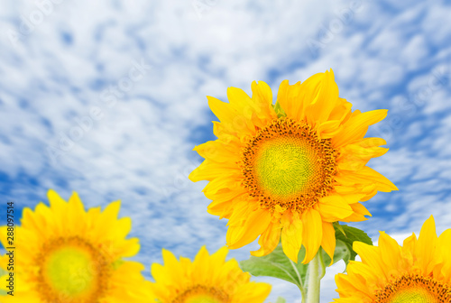 sunflowers in summer