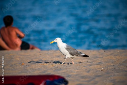Nice big seagull on sea coast nature birds fauna summer vacation