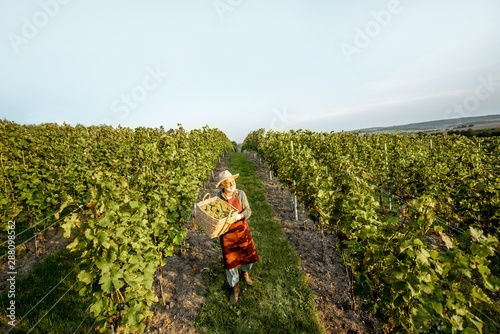 Senior winemaker walking with basket full of grapes between rows of vineyard  harvesting fresh crop. Landscape view from above