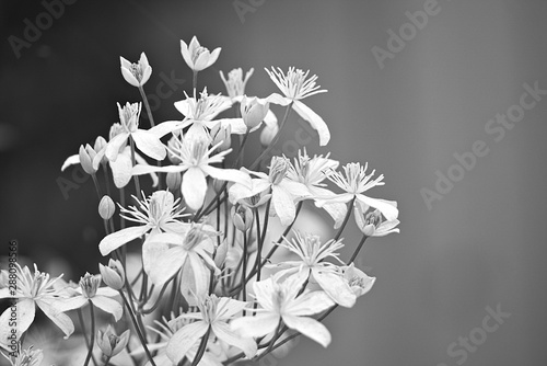 Clematis flowers. Black and white photo.