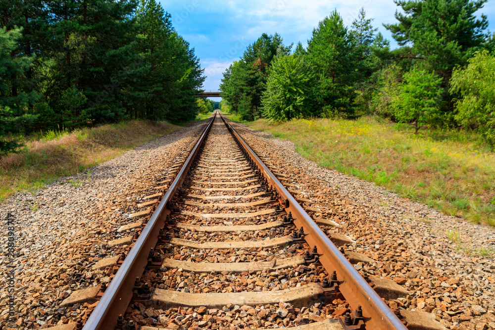 Obraz premium Railroad track through a green pine forest