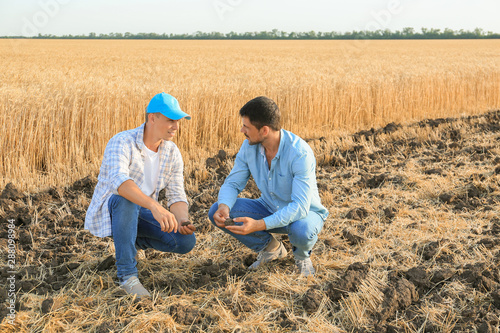 Male farmers working in wheat field