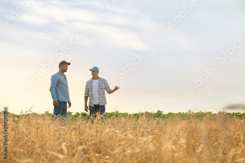 Male farmers working in wheat field photo