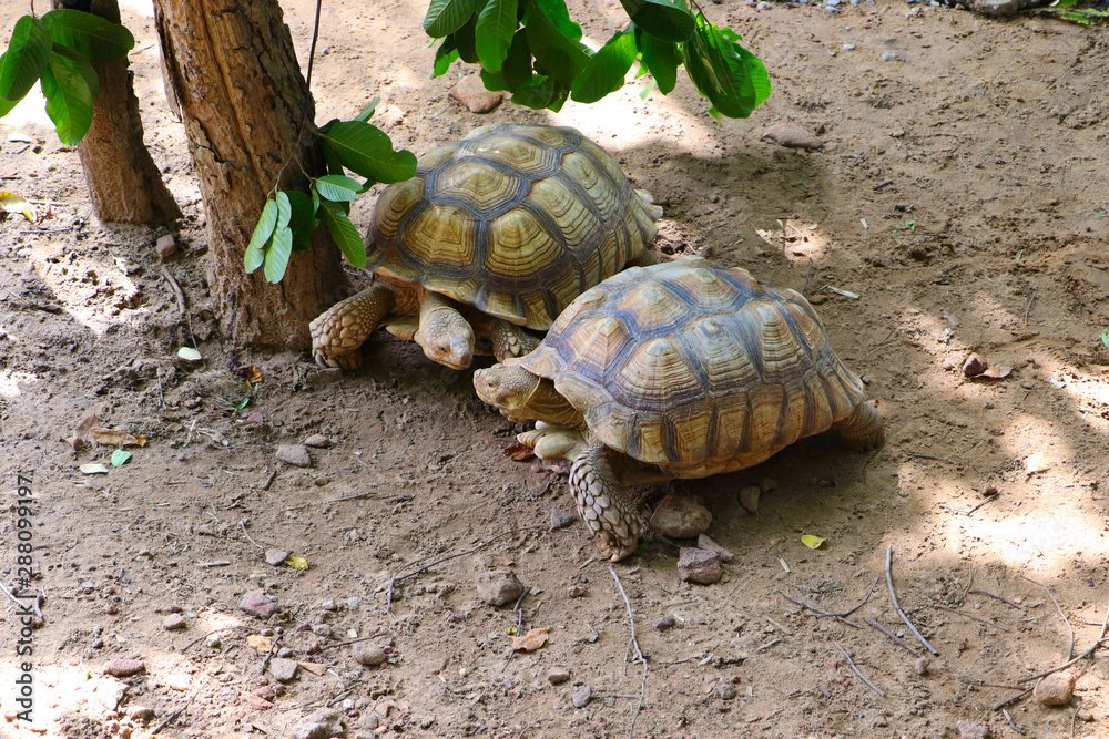 Two giant tortoises are flirting and on the way to copulate at the zoo Two giant tortoises are flirting and on the way to copulate at the zoo