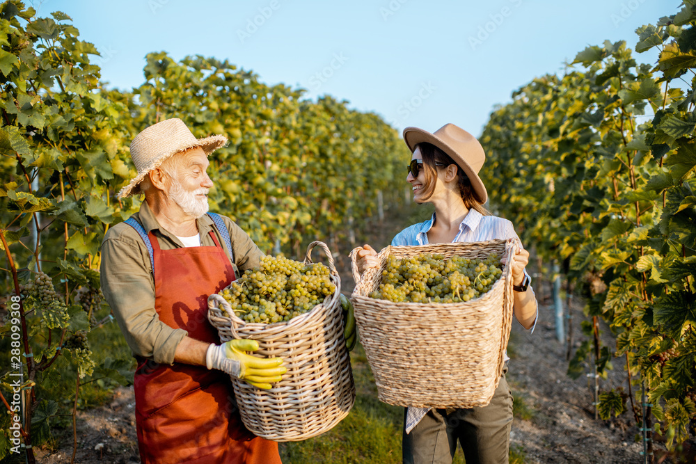 Fototapeta premium Senior man with young woman carrying baskets full of freshly picked up wine grapes on the vineyard, harvesting fresh crop on a sunny evening. Family business concept