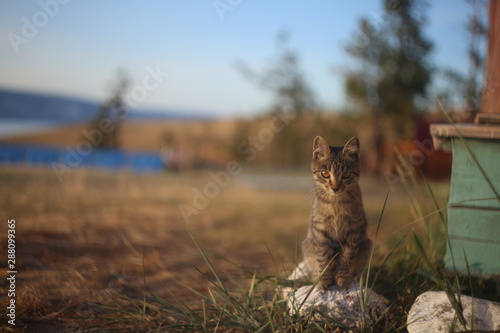 cat on beach