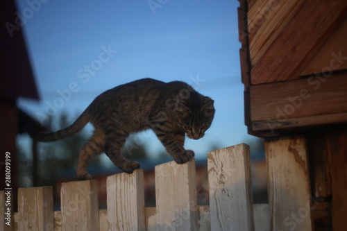 cat on roof