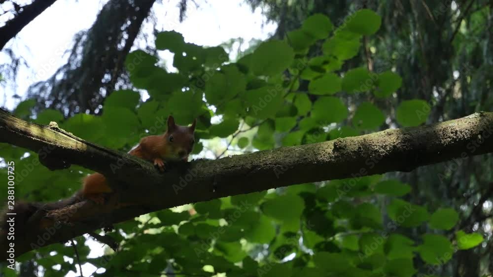 The squirrel lies on a branch of a tree and runs away. The squirrel lies on a branch of a tree and runs away.