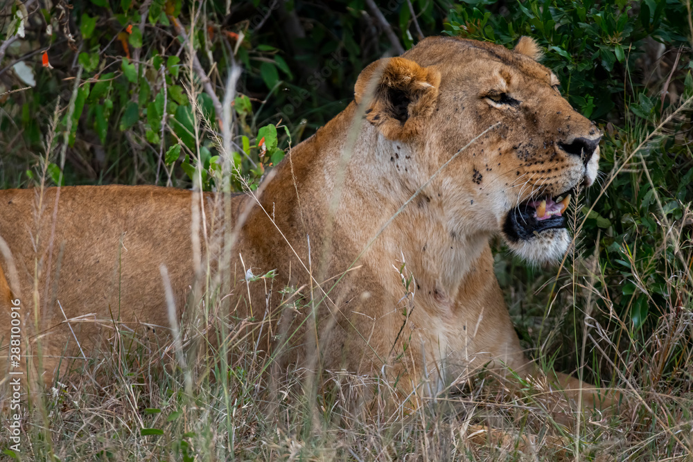 Portrait of Lioness tired after hunting in Masai mara ,Kenya. Portrait of Lioness tired after hunting in Masai mara ,Kenya.