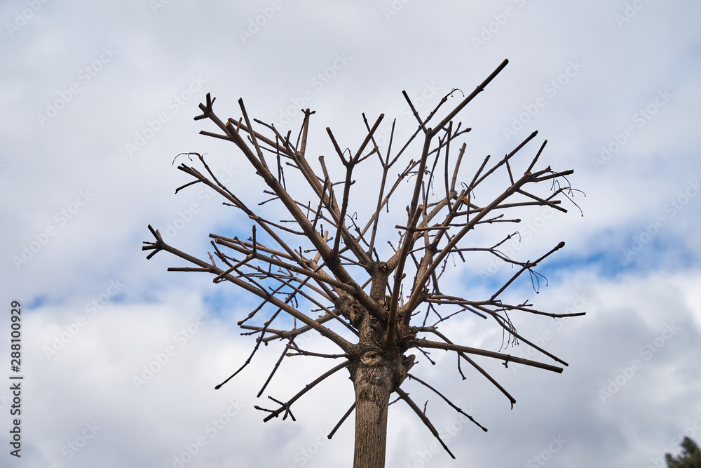 An image of cropped maples in early spring. An image of cropped maples in early spring.