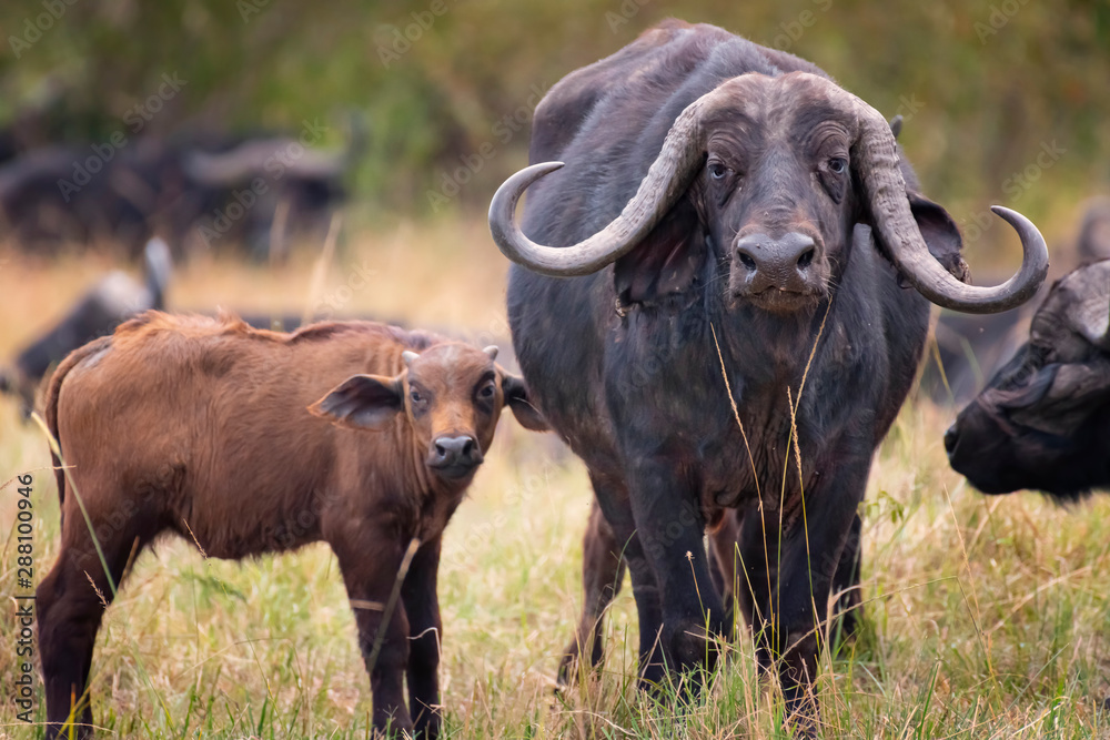 African buffalo with beautiful horn in Masai Mara ,Kenya. African buffalo with beautiful horn in Masai Mara ,Kenya.