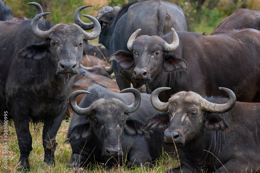 Fototapeta premium African buffalo in Masai Mara ,Kenya.