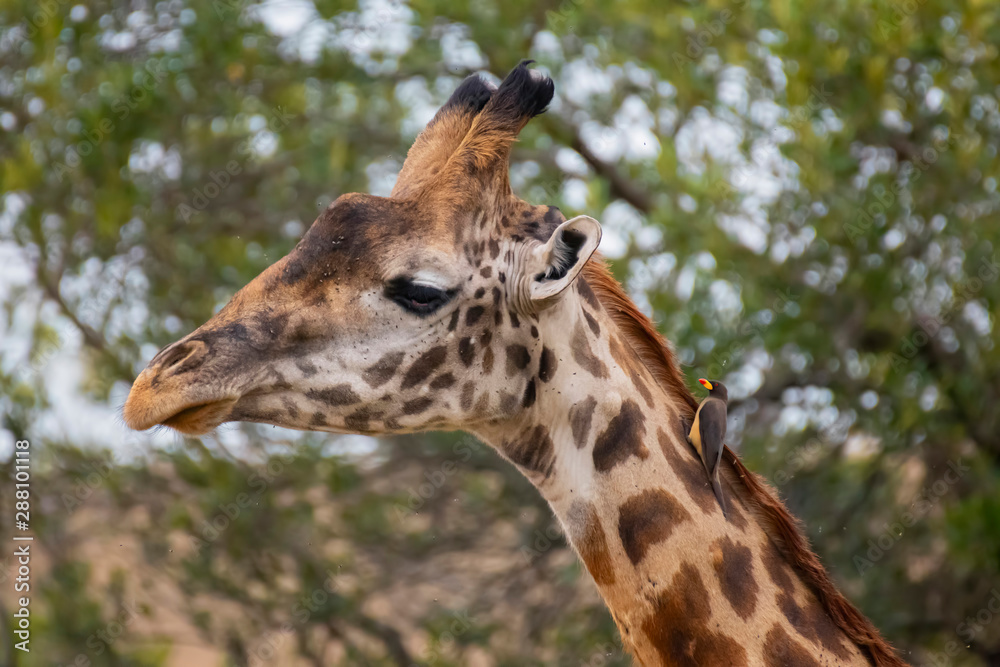 Close up Giraffe head with Yellow-Billed Oxpecker Masai Mara ,Kenya. Close up Giraffe head with Yellow-Billed Oxpecker Masai Mara ,Kenya.