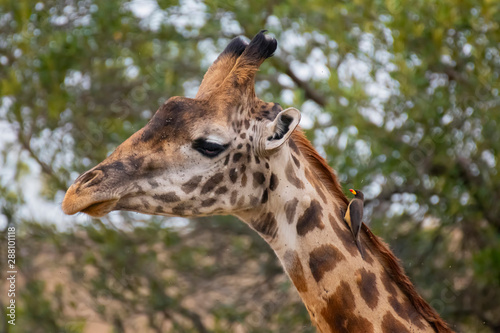 Close up Giraffe head with Yellow-Billed Oxpecker Masai Mara ,Kenya.