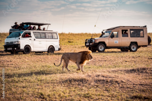 Big Lion and tourists safari in Masai mara ,Kenya.