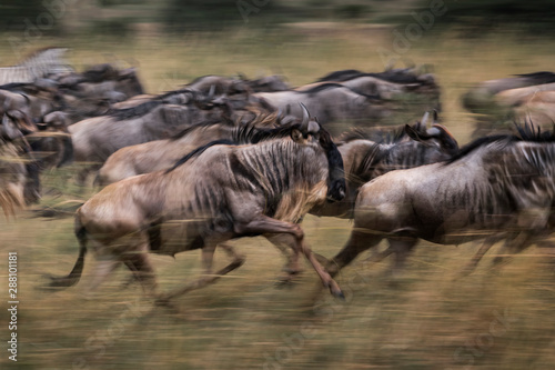 Wildebeests running in grassland Masai Mara National Reserve  Kenya.Blur focus effect.
