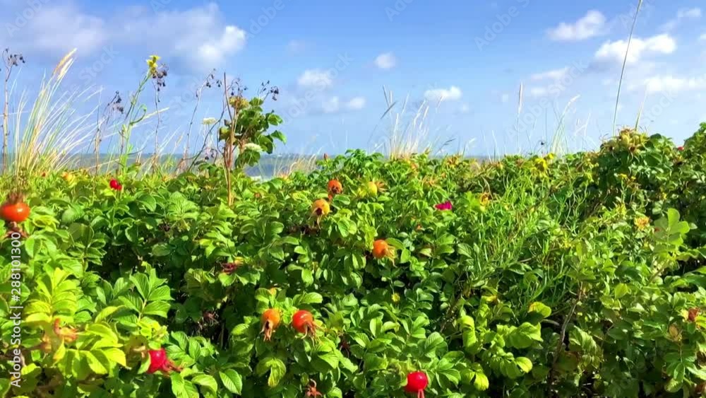 slow motion of plants in the foreground with the german northsea with a ship in background