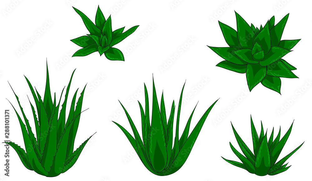 Floral set of aloe vera isolated vector illustration
