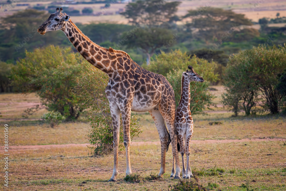 Cute baby Giraffe with mother Masai Mara ,Kenya. Cute baby Giraffe with mother Masai Mara ,Kenya.