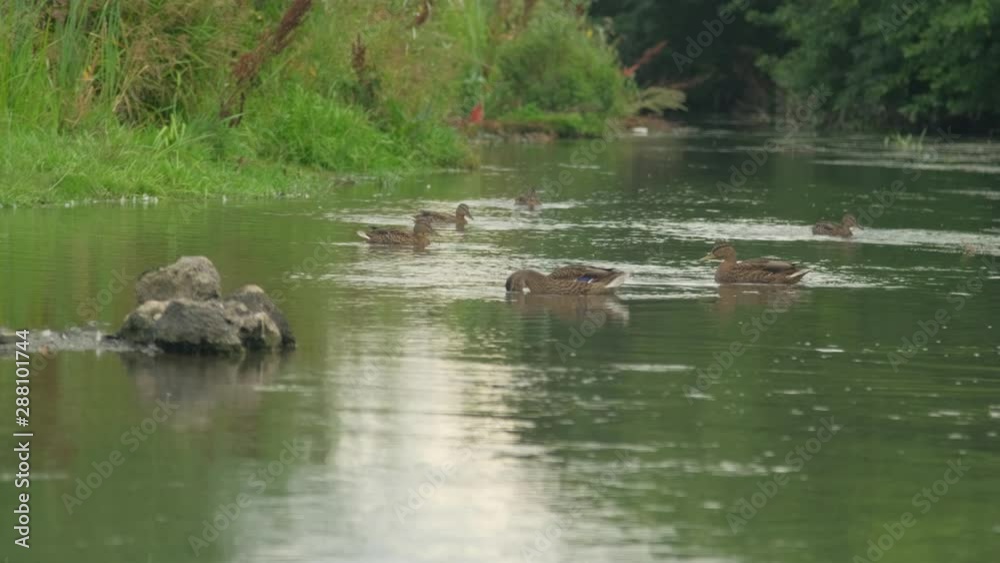 Duck.Ducks swim in the river.Beautiful summer landscape. Duck.Ducks swim in the river.Beautiful summer landscape.