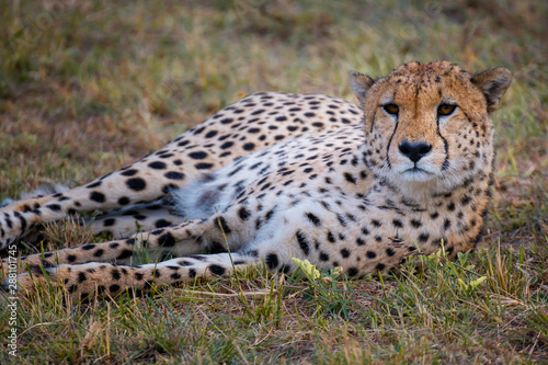 Cheetah in Masai Mara  Kenya.