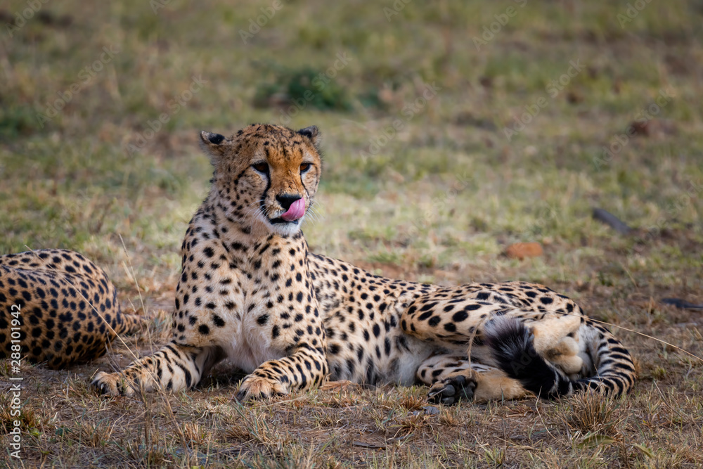Fototapeta premium Cheetah in Masai Mara ,Kenya.