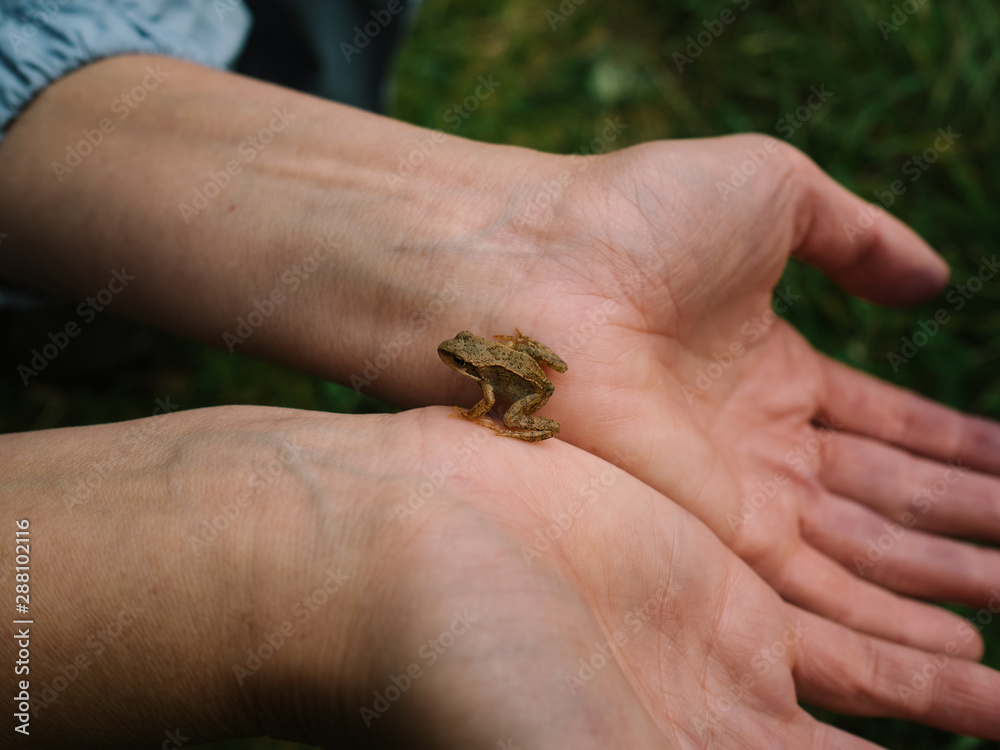 A small frog on the hands of girls