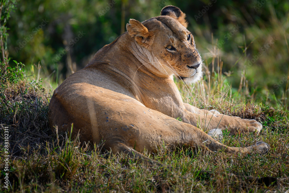 Portrait of Lioness tired after hunting in Masai mara ,Kenya. Portrait of Lioness tired after hunting in Masai mara ,Kenya.