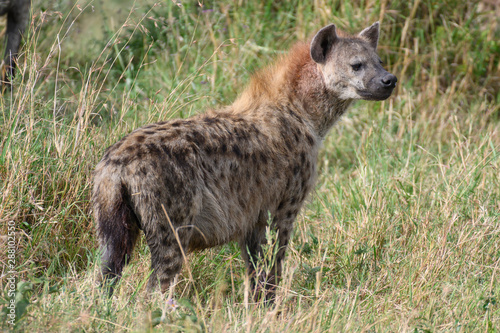 Spotted hyena in Masai Mara ,Kenya.