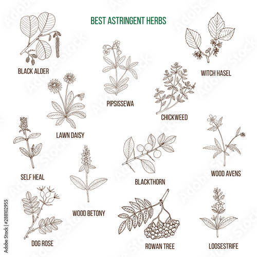 Best astridgent herbs