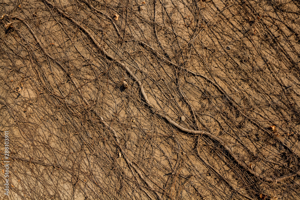 A carpet of plant roots on the wall. A carpet of plant roots on the wall.